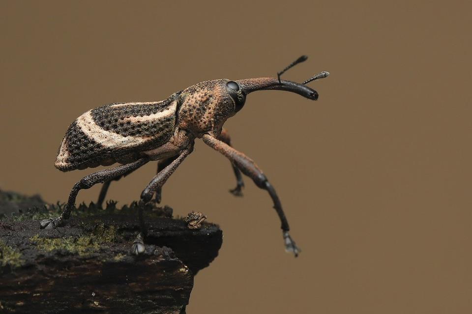 Weevil Bug jigsaw puzzle