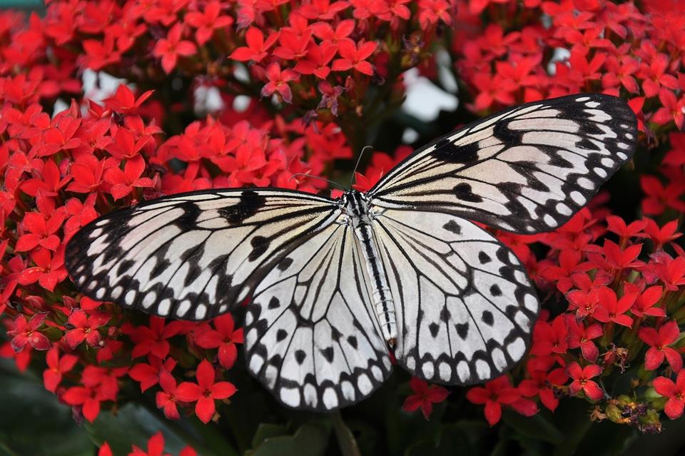 White Butterfly On Red Flowers jigsaw puzzle