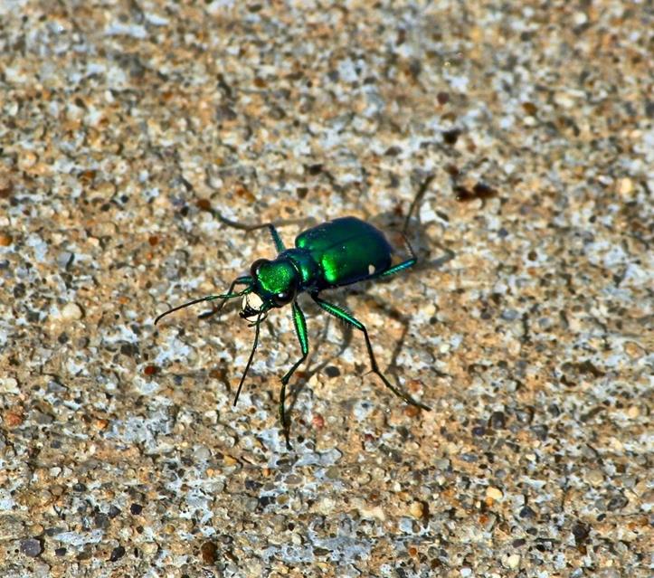 Tiger Beetle jigsaw puzzle