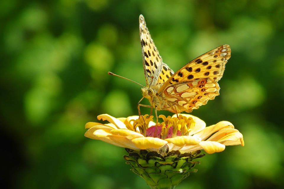Yellow Butterfly And Flower jigsaw puzzle