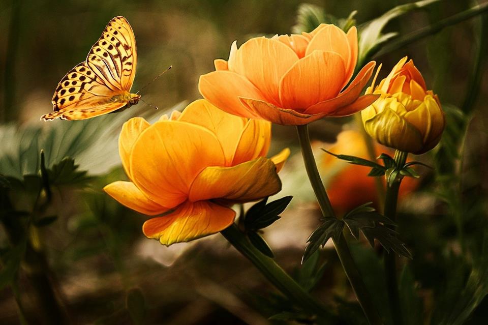 Yellow Butterfly On Yellow Flowers jigsaw puzzle