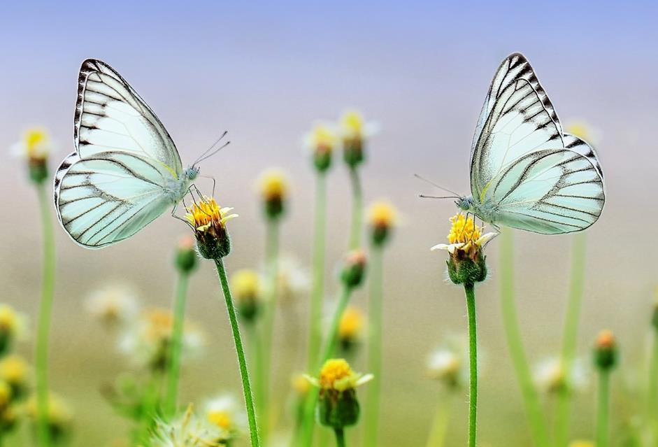 Butterflies jigsaw puzzle