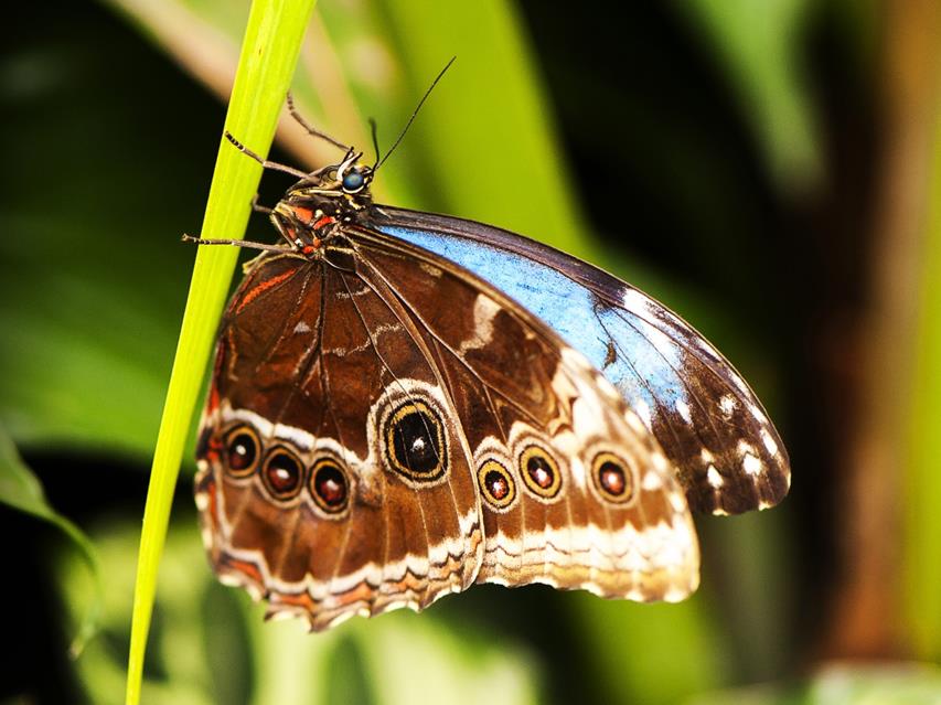 Butterfly On A Grass jigsaw puzzle