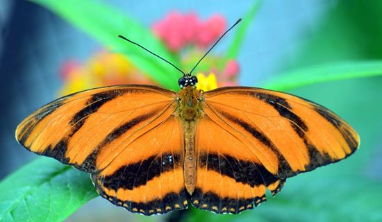 Orange Butterfly jigsaw puzzle