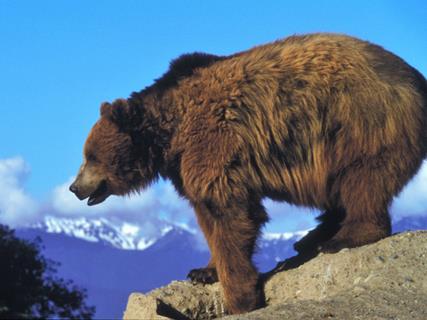 A Grizzly Bear On A Rock jigsaw puzzle