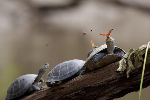 Three Turtles jigsaw puzzle