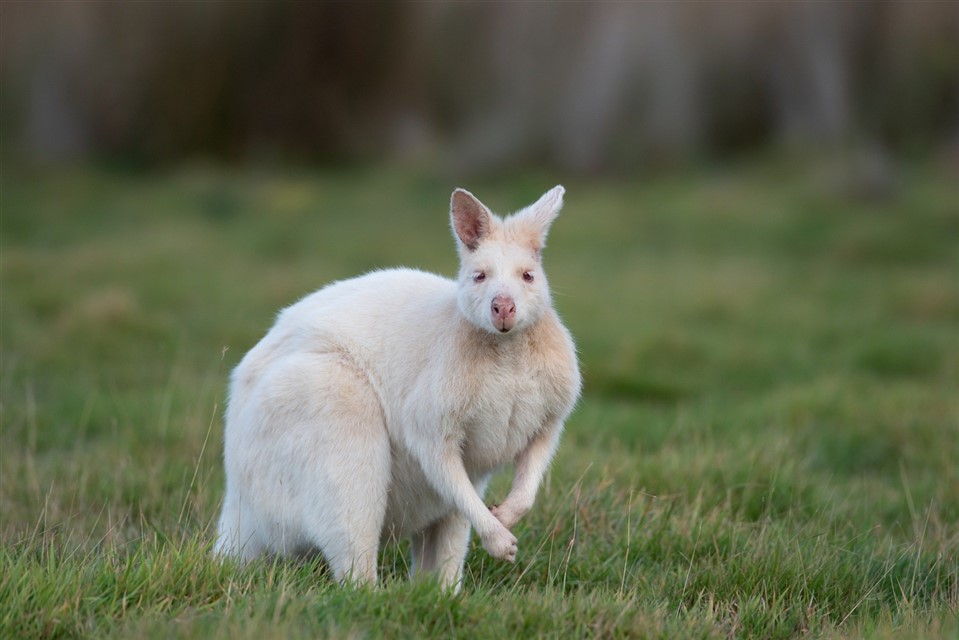 Albino Wallaby jigsaw puzzle