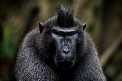Angry Macaque jigsaw puzzle
