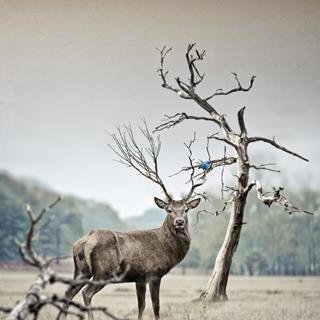 Dry land Moose jigsaw puzzle