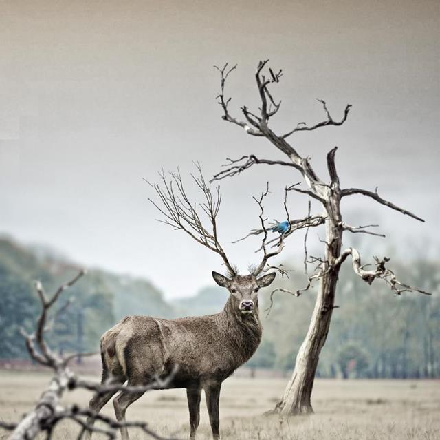 Dry land Moose jigsaw puzzle