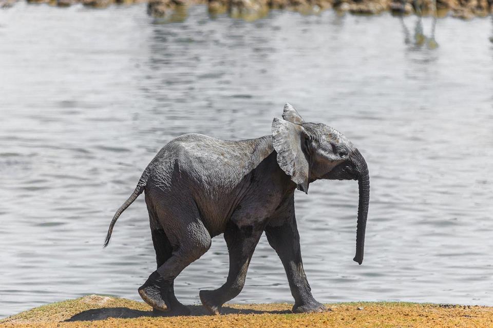 Baby Elephant By The Lake jigsaw puzzle