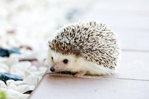 Baby Hedgehog jigsaw puzzle
