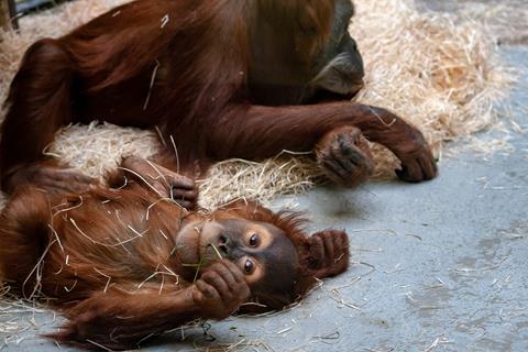 Baby Chimpanze jigsaw puzzle