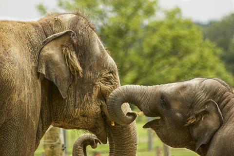 Baby Elephant Cuddling jigsaw puzzle