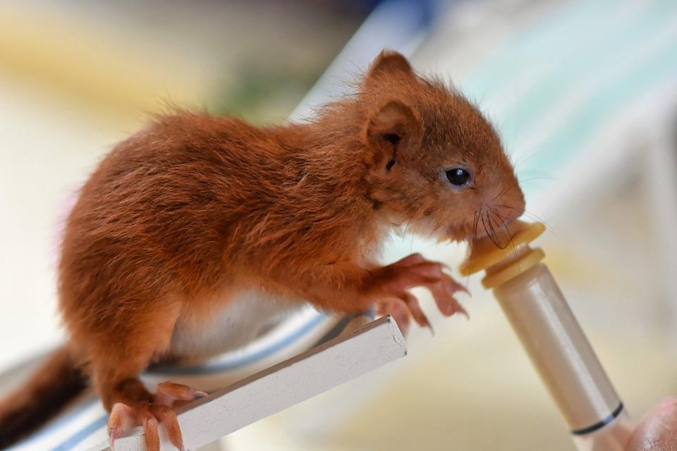 Baby Squirrel Drinking jigsaw puzzle