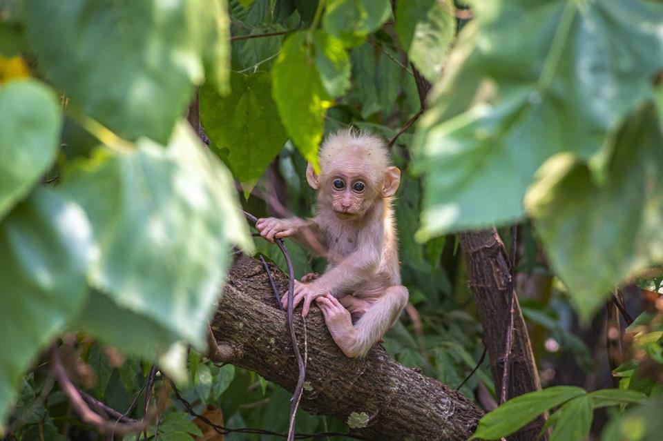 Baby White Monkey jigsaw puzzle