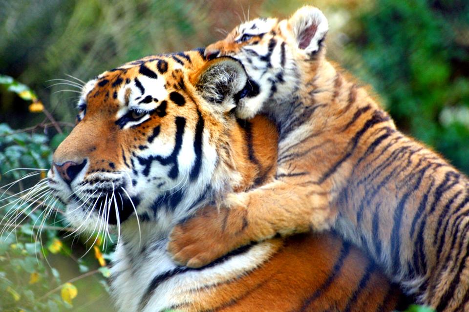 Baby Tiger With Mom jigsaw puzzle