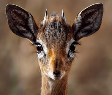 Deer Head jigsaw puzzle