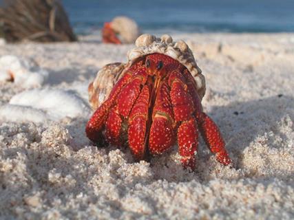 Red Hermit Crab jigsaw puzzle