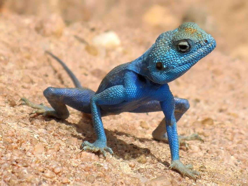 Blue Lizard Agama Sinaita jigsaw puzzle