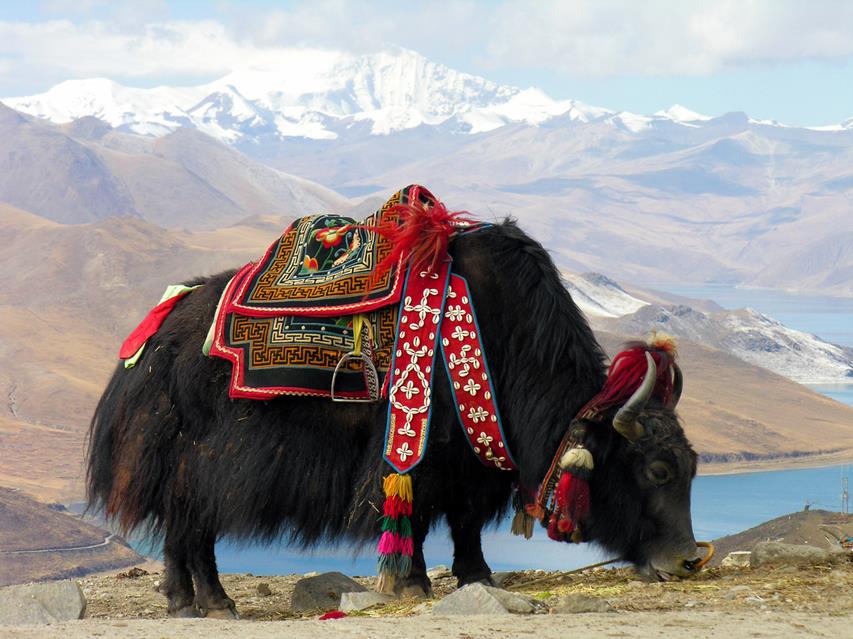 Yak on a Mountain jigsaw puzzle
