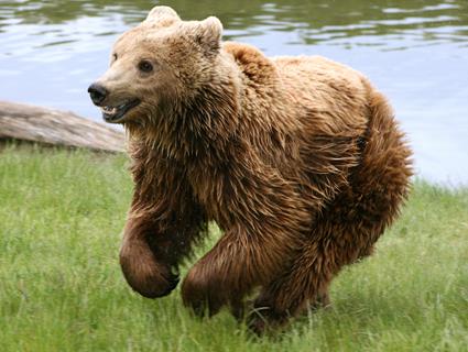 Brown Bear Running jigsaw puzzle