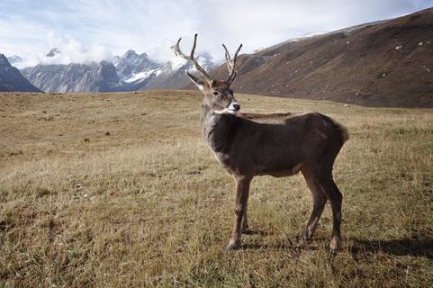 Brown Deer jigsaw puzzle