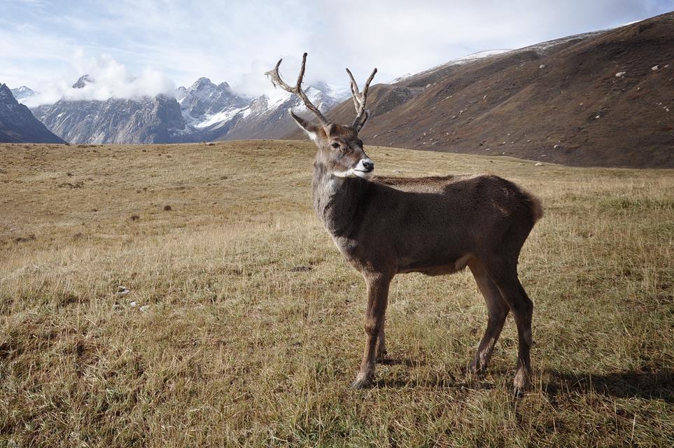 Brown Deer jigsaw puzzle