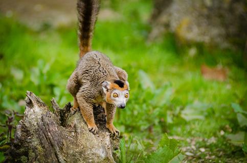 Tarsier jigsaw puzzle