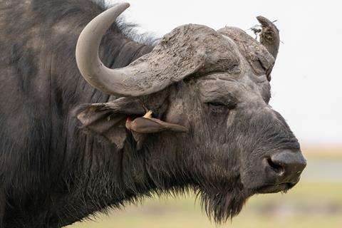 Buffalo And Bird jigsaw puzzle