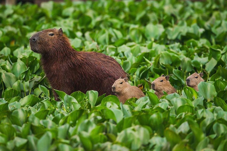 Capivara Family jigsaw puzzle