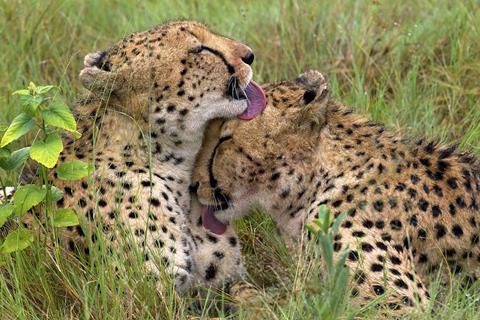 Cheetah Brothers jigsaw puzzle