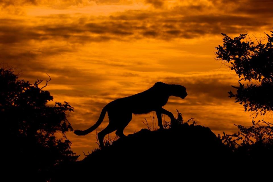 Cheetah At Sunset jigsaw puzzle