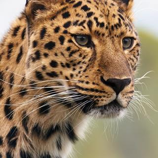 Close up Cheetah jigsaw puzzle