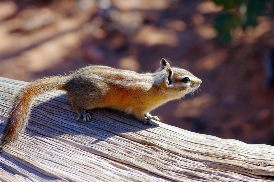 Chipmunk In Arches jigsaw puzzle