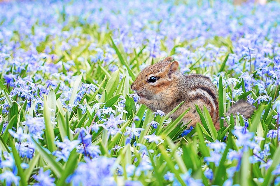 Chipmunk On Blue Field jigsaw puzzle
