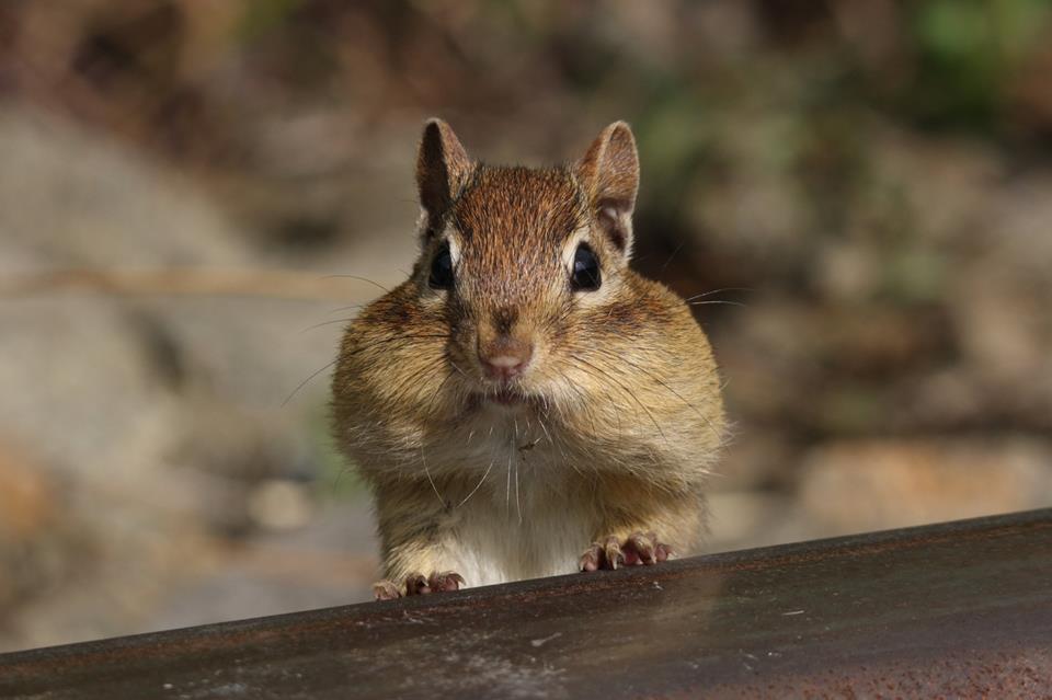 Chipmunk jigsaw puzzle