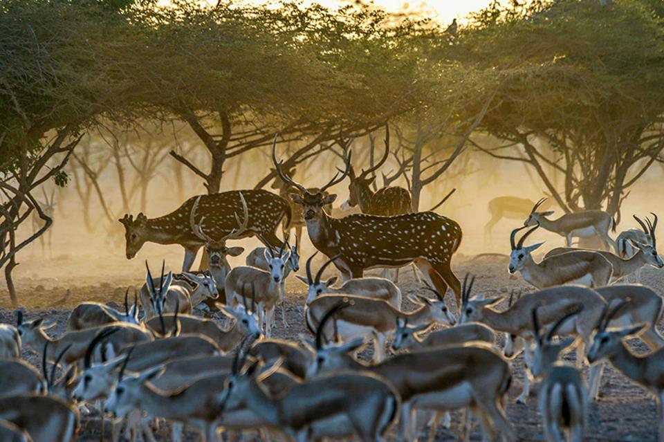 Herd of Deers jigsaw puzzle