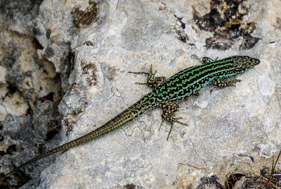 Green Lizard jigsaw puzzle