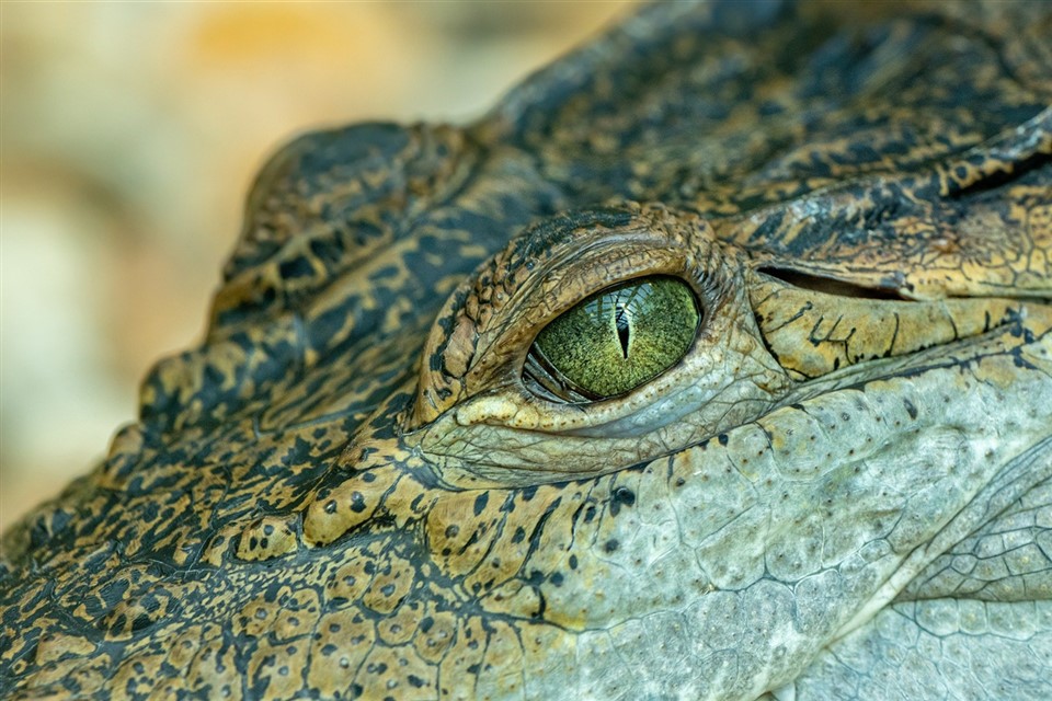 Crocodile Eye jigsaw puzzle