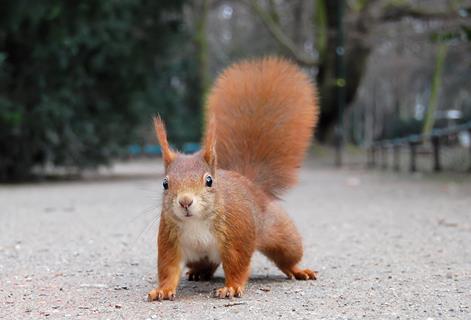 Curious Squirrel jigsaw puzzle