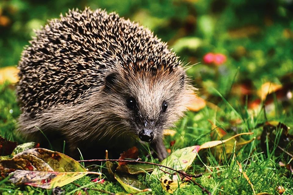 Cute Hedgehog jigsaw puzzle