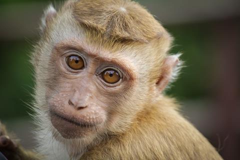 Cute Monkey jigsaw puzzle