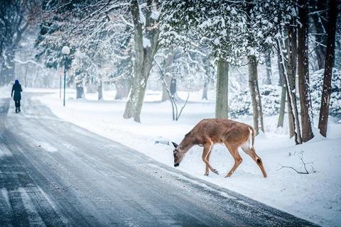 Deer On Snowy Road jigsaw puzzle