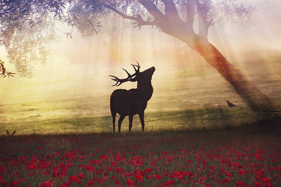 Moose on Spring jigsaw puzzle