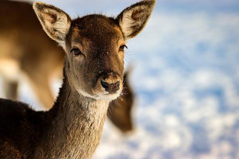 Baby Deer jigsaw puzzle