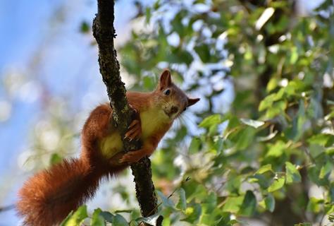 Squirrel Looking Down jigsaw puzzle