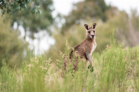 Eastern Grey Kangaroo jigsaw puzzle