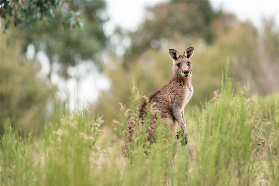 Eastern Grey Kangaroo jigsaw puzzle