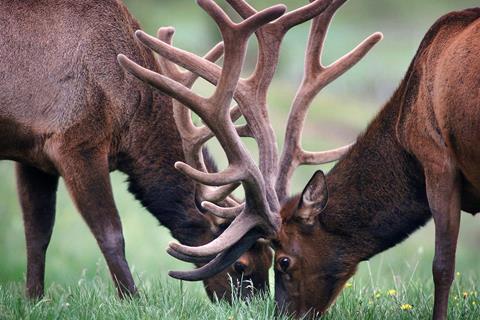 Reindeer Eating jigsaw puzzle